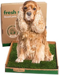 Fresh Patch Real Grass Patch for Dogs, Cats, 