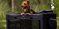 NOAH & PAW Collapsible Dog Crate- Large