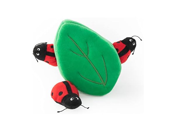 Burrow Ladybugs Leaf