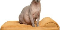 NOAH & PAW Orthopedic Dog Beds- Small