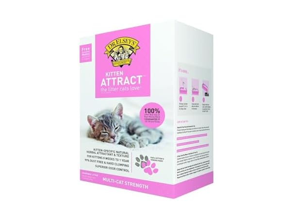 Precious Cat Kitten Attract Kitten Training L