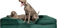 NOAH & PAW Dog/Cat Sofa- XXLarge