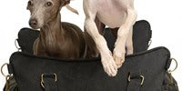 NOAH & PAW Canvas Dog Car Seat Carrier